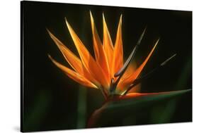 Bird of Paradise Flower-Martin Harvey-Stretched Canvas