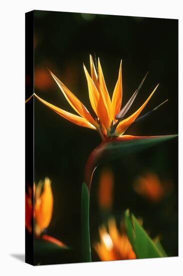 Bird of Paradise Flower-Martin Harvey-Stretched Canvas