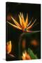 Bird of Paradise Flower-Martin Harvey-Stretched Canvas