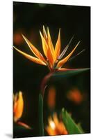 Bird of Paradise Flower-Martin Harvey-Mounted Premium Photographic Print