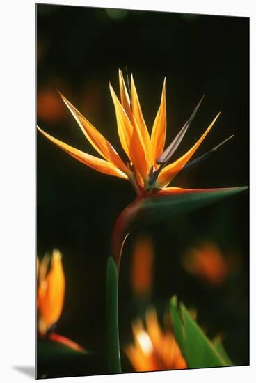 Bird of Paradise Flower-Martin Harvey-Mounted Premium Photographic Print