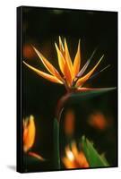 Bird of Paradise Flower-Martin Harvey-Framed Stretched Canvas