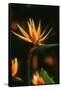 Bird of Paradise Flower-Martin Harvey-Framed Stretched Canvas