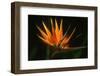 Bird of Paradise Flower-Martin Harvey-Framed Premium Photographic Print