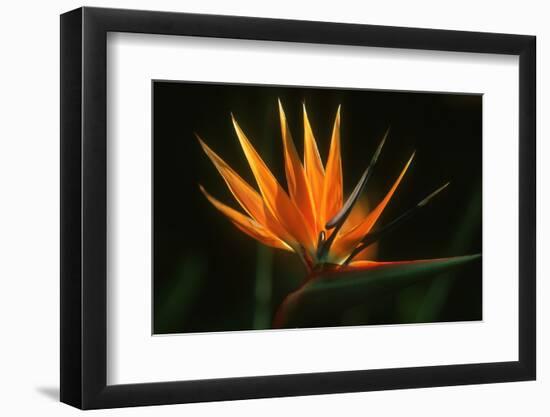 Bird of Paradise Flower-Martin Harvey-Framed Premium Photographic Print