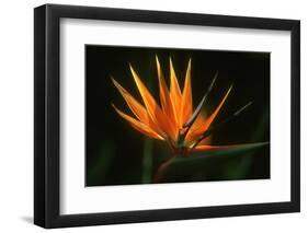 Bird of Paradise Flower-Martin Harvey-Framed Premium Photographic Print