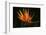 Bird of Paradise Flower-Martin Harvey-Framed Premium Photographic Print