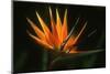 Bird of Paradise Flower-Martin Harvey-Mounted Premium Photographic Print