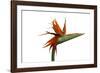 Bird of Paradise Flower-Victor De Schwanberg-Framed Photographic Print