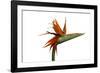 Bird of Paradise Flower-Victor De Schwanberg-Framed Photographic Print