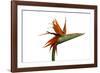 Bird of Paradise Flower-Victor De Schwanberg-Framed Photographic Print