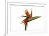 Bird of Paradise Flower-Victor De Schwanberg-Framed Photographic Print