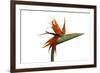 Bird of Paradise Flower-Victor De Schwanberg-Framed Photographic Print