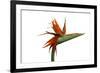 Bird of Paradise Flower-Victor De Schwanberg-Framed Photographic Print