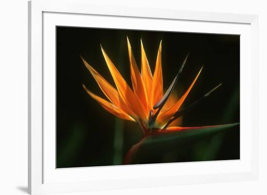 Bird of Paradise Flower-Martin Harvey-Framed Photographic Print