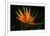 Bird of Paradise Flower-Martin Harvey-Framed Photographic Print