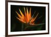 Bird of Paradise Flower-Martin Harvey-Framed Photographic Print