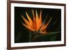 Bird of Paradise Flower-Martin Harvey-Framed Photographic Print