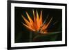 Bird of Paradise Flower-Martin Harvey-Framed Photographic Print