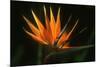 Bird of Paradise Flower-Martin Harvey-Mounted Photographic Print