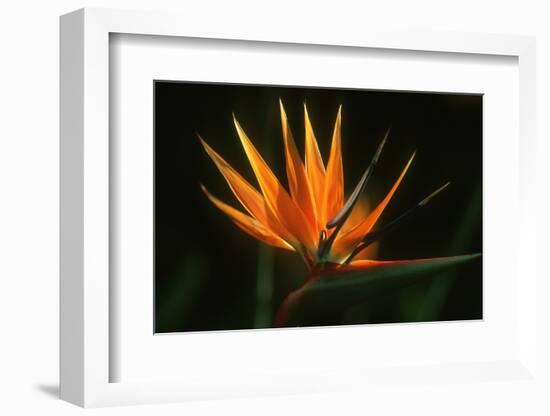 Bird of Paradise Flower-Martin Harvey-Framed Photographic Print