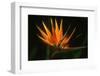 Bird of Paradise Flower-Martin Harvey-Framed Photographic Print