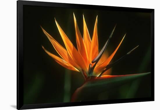 Bird of Paradise Flower-Martin Harvey-Framed Photographic Print