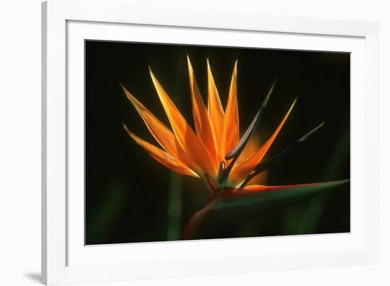 Bird of Paradise Flower-Martin Harvey-Framed Photographic Print