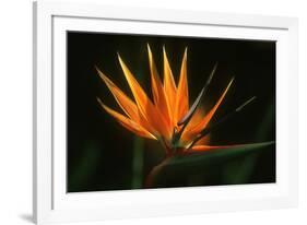 Bird of Paradise Flower-Martin Harvey-Framed Photographic Print