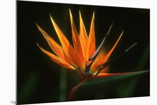 Bird of Paradise Flower-Martin Harvey-Mounted Photographic Print