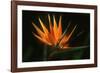 Bird of Paradise Flower-Martin Harvey-Framed Photographic Print