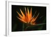 Bird of Paradise Flower-Martin Harvey-Framed Photographic Print