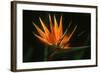 Bird of Paradise Flower-Martin Harvey-Framed Photographic Print