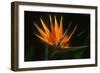 Bird of Paradise Flower-Martin Harvey-Framed Photographic Print