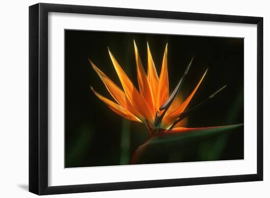 Bird of Paradise Flower-Martin Harvey-Framed Photographic Print