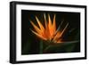 Bird of Paradise Flower-Martin Harvey-Framed Photographic Print