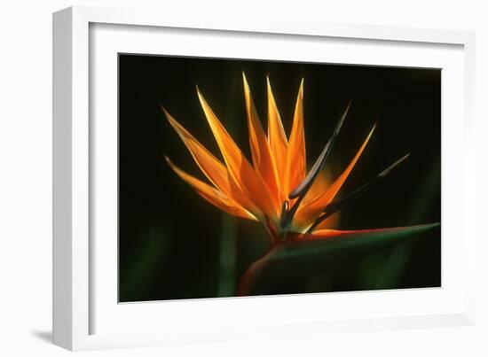 Bird of Paradise Flower-Martin Harvey-Framed Photographic Print