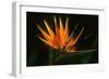 Bird of Paradise Flower-Martin Harvey-Framed Photographic Print