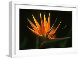 Bird of Paradise Flower-Martin Harvey-Framed Photographic Print