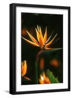 Bird of Paradise Flower-Martin Harvey-Framed Photographic Print