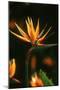 Bird of Paradise Flower-Martin Harvey-Mounted Photographic Print