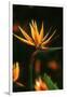 Bird of Paradise Flower-Martin Harvey-Framed Photographic Print