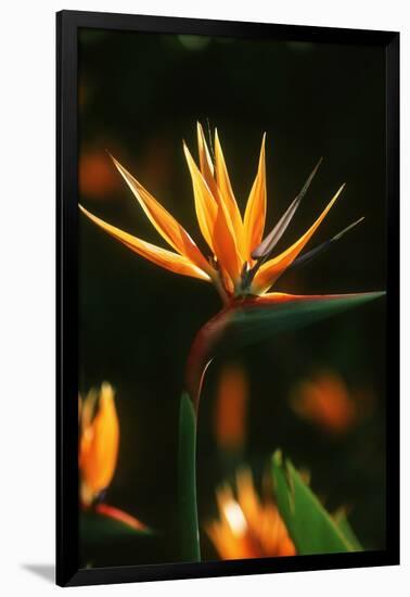 Bird of Paradise Flower-Martin Harvey-Framed Photographic Print