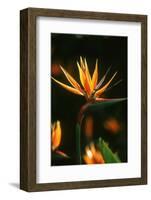 Bird of Paradise Flower-Martin Harvey-Framed Photographic Print