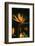 Bird of Paradise Flower-Martin Harvey-Framed Photographic Print