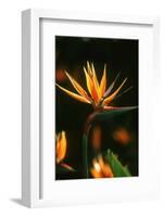 Bird of Paradise Flower-Martin Harvey-Framed Photographic Print