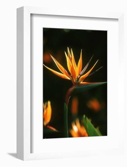 Bird of Paradise Flower-Martin Harvey-Framed Photographic Print