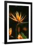 Bird of Paradise Flower-Martin Harvey-Framed Photographic Print