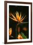 Bird of Paradise Flower-Martin Harvey-Framed Photographic Print