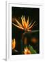 Bird of Paradise Flower-Martin Harvey-Framed Photographic Print